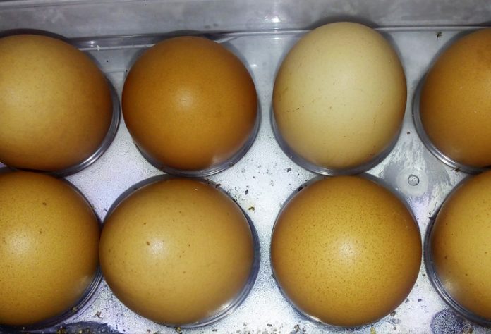 warna kerabang telur warna kerabang telur