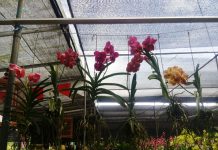 Naungan Di Kebun Anggrek Dendrobium anggrek