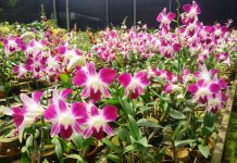 Media Tanam Anggrek Cattleya anggrek