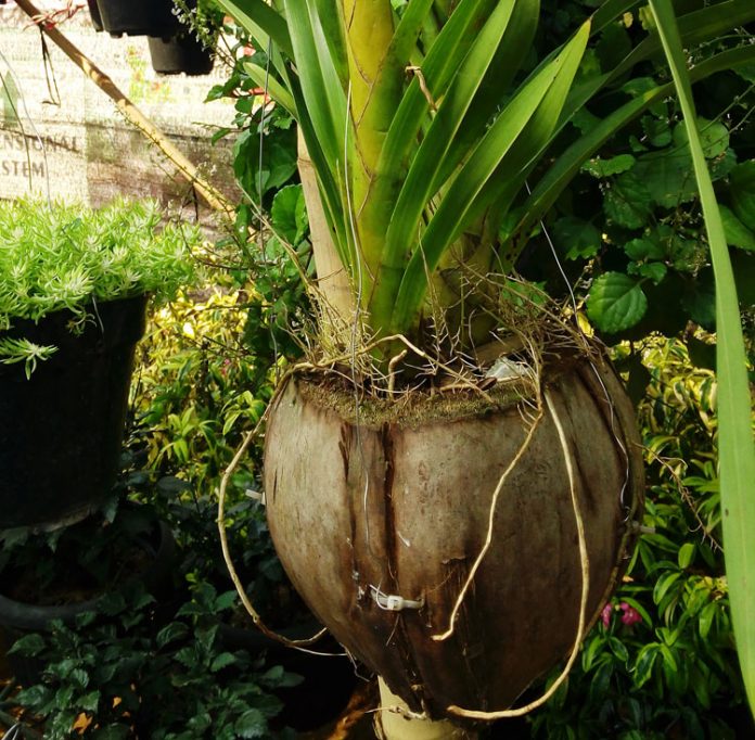 sabut kelapa sabut kelapa