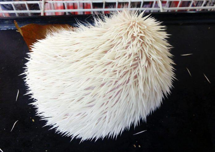 landak mini landak mini