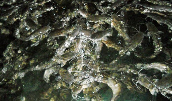 ikan akuaponik ikan akuaponik