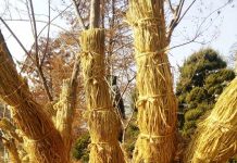 Jerami Penjebak Hama pohon jerami