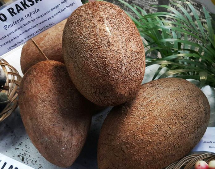 mamey sapote