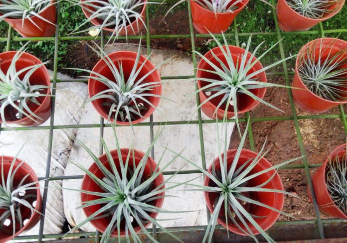 tillandsia tillandsia