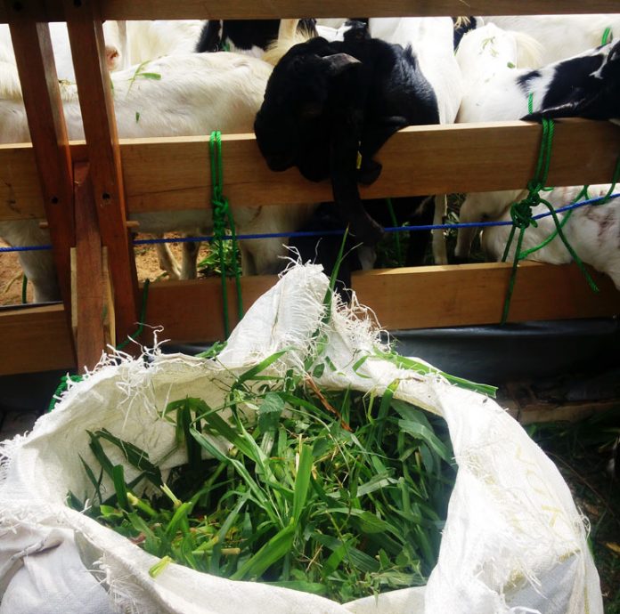 pakan domba pakan domba