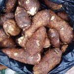 Usus Besar Sehat Dengan Talas Kimpul