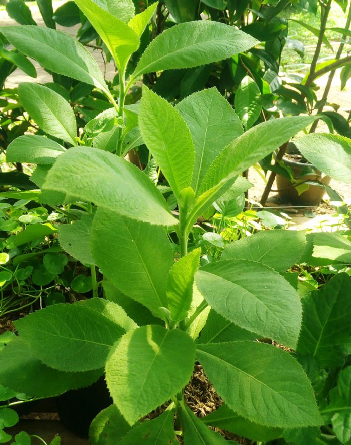 daun sembung