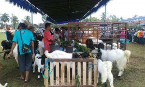 kontes kambing