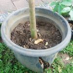 Kenali 3 Kerusakan Pot Tabulampot