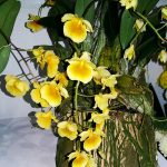 Horti Asia 2017 (4): Khasiat Obat Anggrek