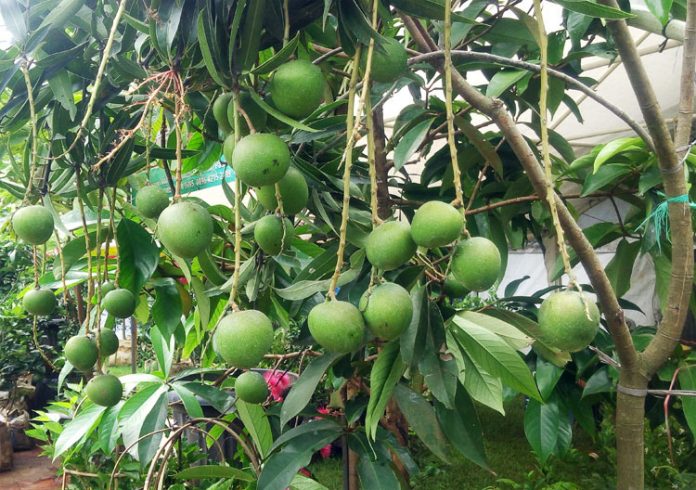 mangga apel mangga apel