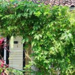 Paria Jadi Tanaman Pergola