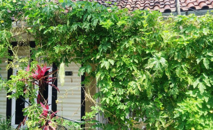 tanaman pergola
