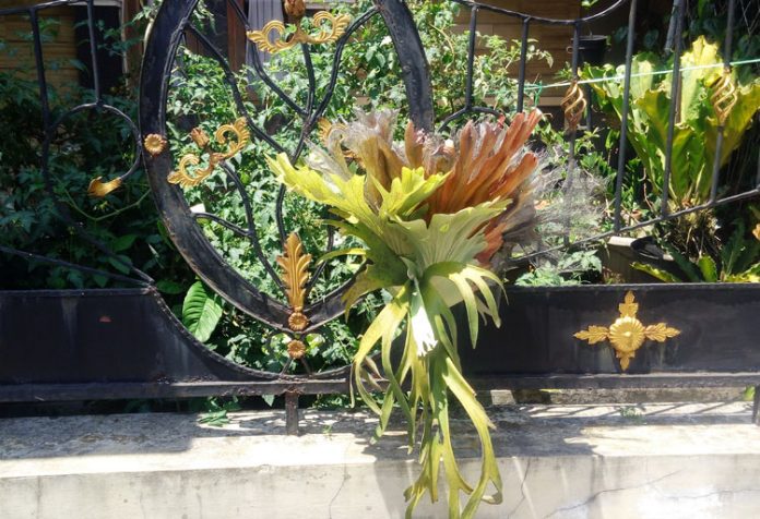 paku tanduk rusa