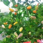 Agrinex Expo 2017 (5): Cabai Hias Pot