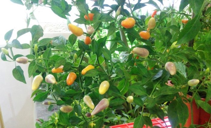 semarak cabai hias pot cabai hias pot