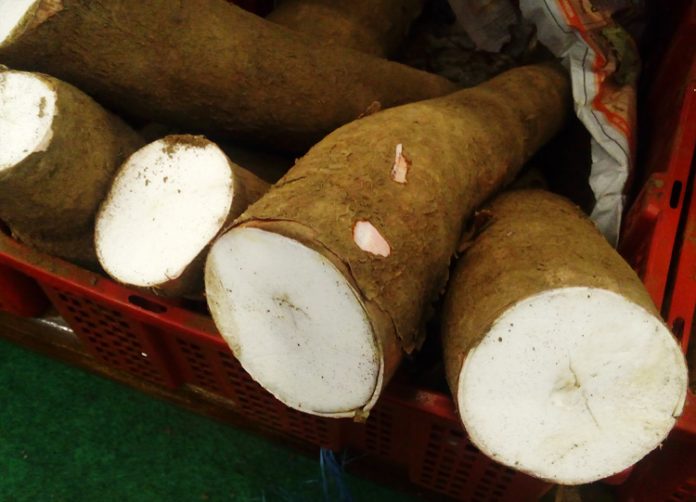singkong roti dari sukabumi singkong roti