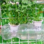 Seledri Hidroponik Di Botol
