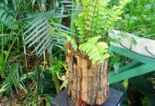 Batang Kayu Penghias Polibag batang kayu