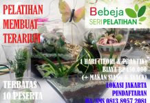 Pelatihan Membuat Terarium pelatihan terarium