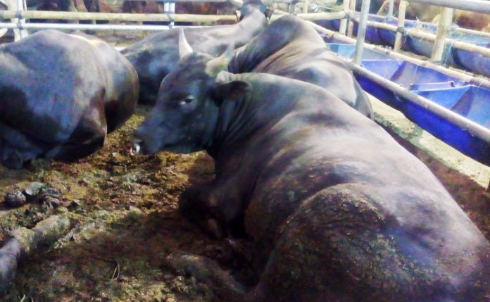sapi wagyu