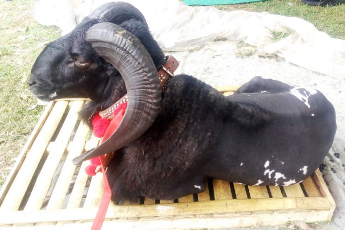 domba garut domba garut