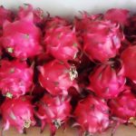Ciri Buah Naga Organik