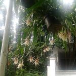 Air Tajin Dan Bunga Wijayakusuma