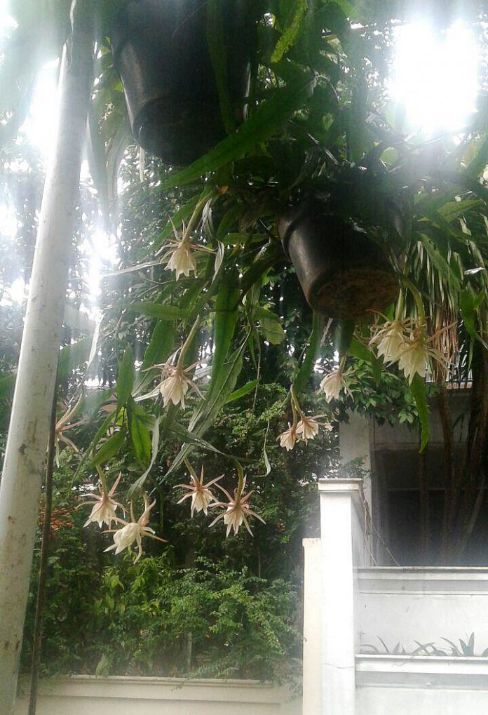 bunga wijayakusuma bunga wijayakusuma