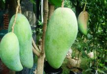 Pelatihan Sukses Membuahkan Tabulampot pelatihan tabulampot