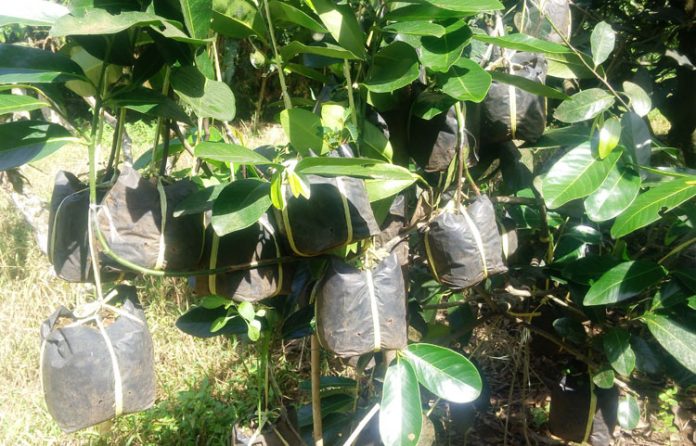 black sapote black sapote