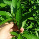 Asam Urat Lawan Daun Gandarusa