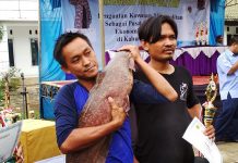 Lele Terberat HUT Minapolitan 2018 lele bapukan