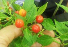 Jumpa Lagi Agrinex Expo 2018 agrinex 2018