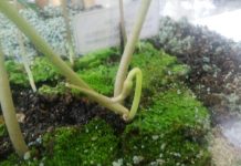 Agrinex Expo 2018 (4): Bunga Bangkai Mini bunga bangkai