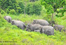 Tantangan Perlindungan Gajah Sumatera gajah sumatera