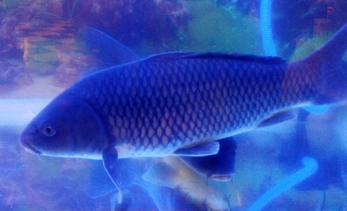 ikan mas marwana