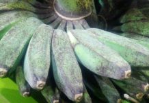 Pulau Seram Rumah Pisang Kepok Tanjung pisang kepok