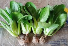 Sayuran Hidroponik Pilihan sayuran hidroponik