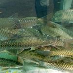 Untung Budidaya Ikan Dewa