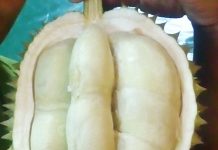 Aku Padamu Durian Surti durian surti