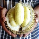 Akurasi 80% Durian Enak