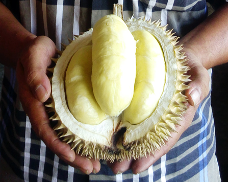durian enak durian enak