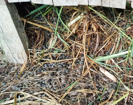 fermentasi pupuk kandang kambing pupuk kandang kambing