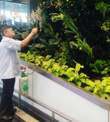 sehat ala lansia singapura lansia singapura