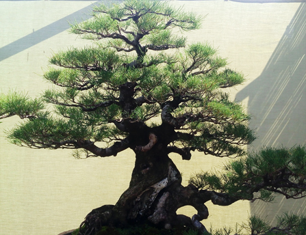 bonsai cemara udang bonsai cemara udang