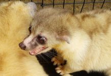 Agar Musang Akar Lestari musang akar