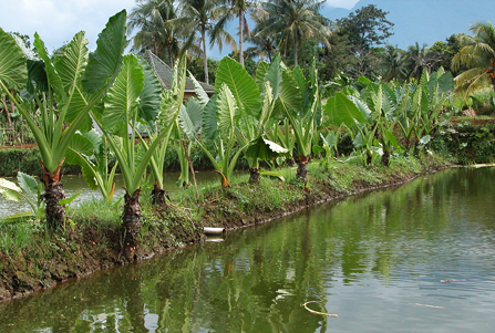 daun sente perlu layu daun sente