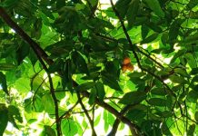 Konservasi Pohon Gayam pohon gayam